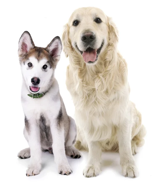 Lindos perros en blanco — Foto de Stock