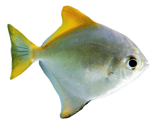 Beyaz egzotik balık — Stok fotoğraf