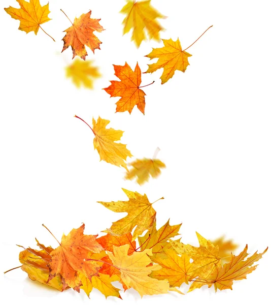 Pile of  autumn  leaves isolated — Stock Photo, Image