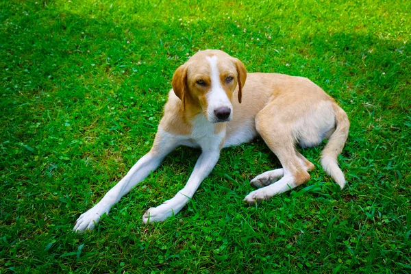 Stray dog lying on grass — Stock Photo, Image