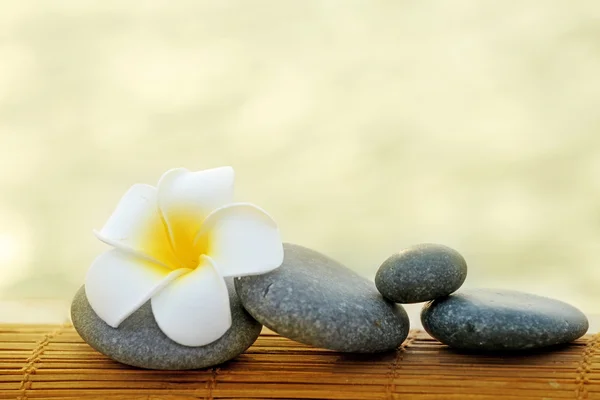 鹅卵石和 fragipani 花的组成 — 图库照片