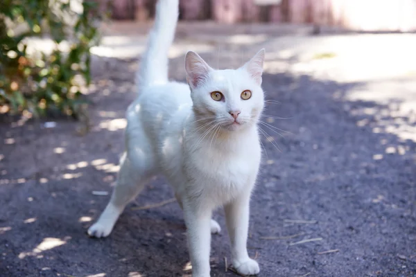 屋外の白猫 — ストック写真