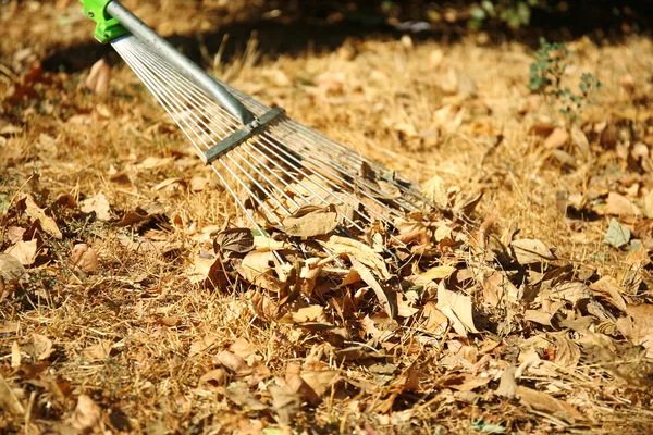 Fallen leaves and rake — Stock Photo, Image