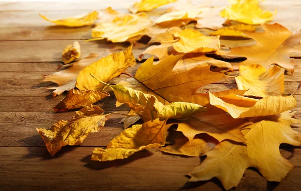 Hojas de otoño amarillas y marrones — Foto de Stock