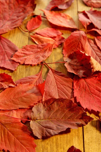 Hintergrund der roten Herbstblätter — Stockfoto