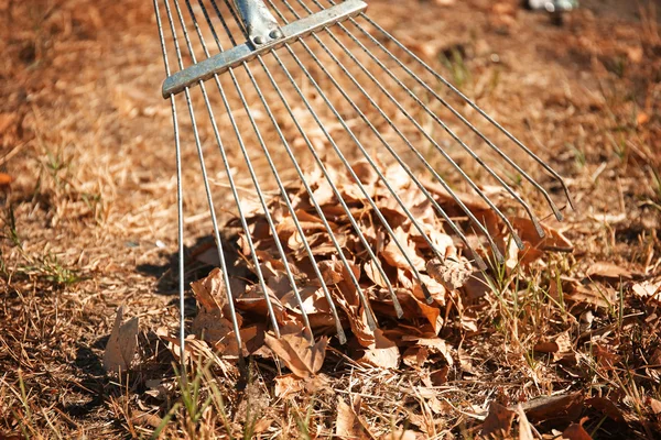 Feuilles tombées et râteau — Photo