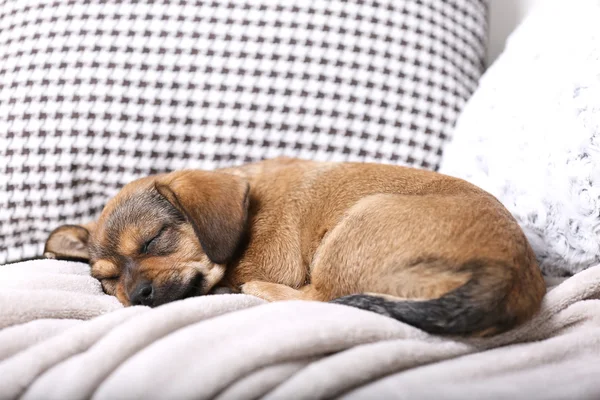Cachorro durmiendo en sofá en casa —  Fotos de Stock