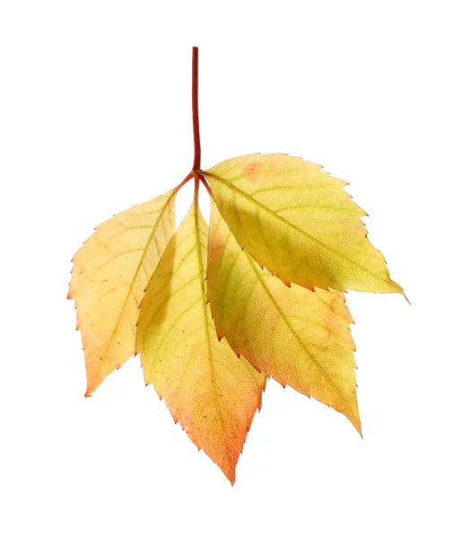 Autumn yellow leaves isolated — Stock Photo, Image