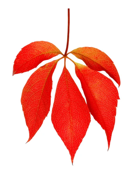 Rote Blätter isoliert — Stockfoto