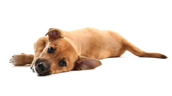 Cachorro aislado en blanco — Foto de Stock