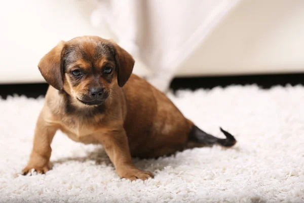 Cute puppy lying on carpet — Stock Photo, Image