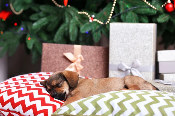 Bonito filhote de cachorro dormindo na almofada — Fotografia de Stock