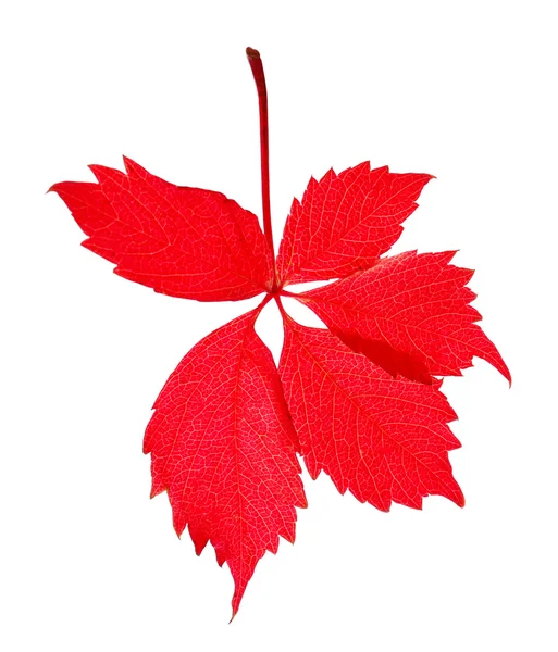 Beyaz izole kırmızı yaprakları — Stok fotoğraf