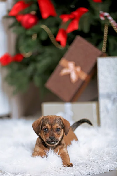 Puppy on carpet on Christmas background — Stock Photo, Image