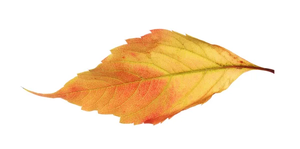 Outono folha amarela isolada — Fotografia de Stock
