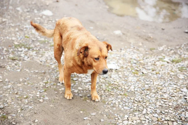 Zwerfhond buitenshuis — Stockfoto