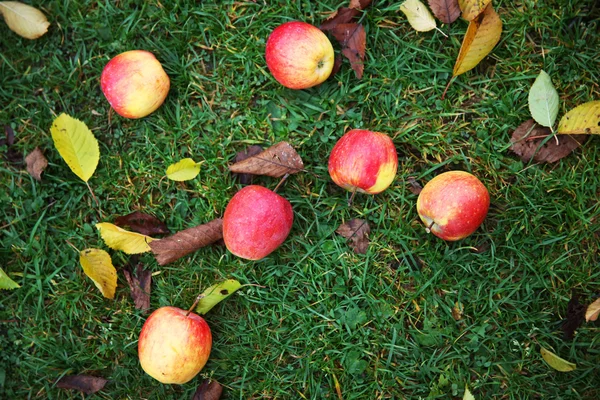 Opadłych liści jesienią i jabłek — Zdjęcie stockowe