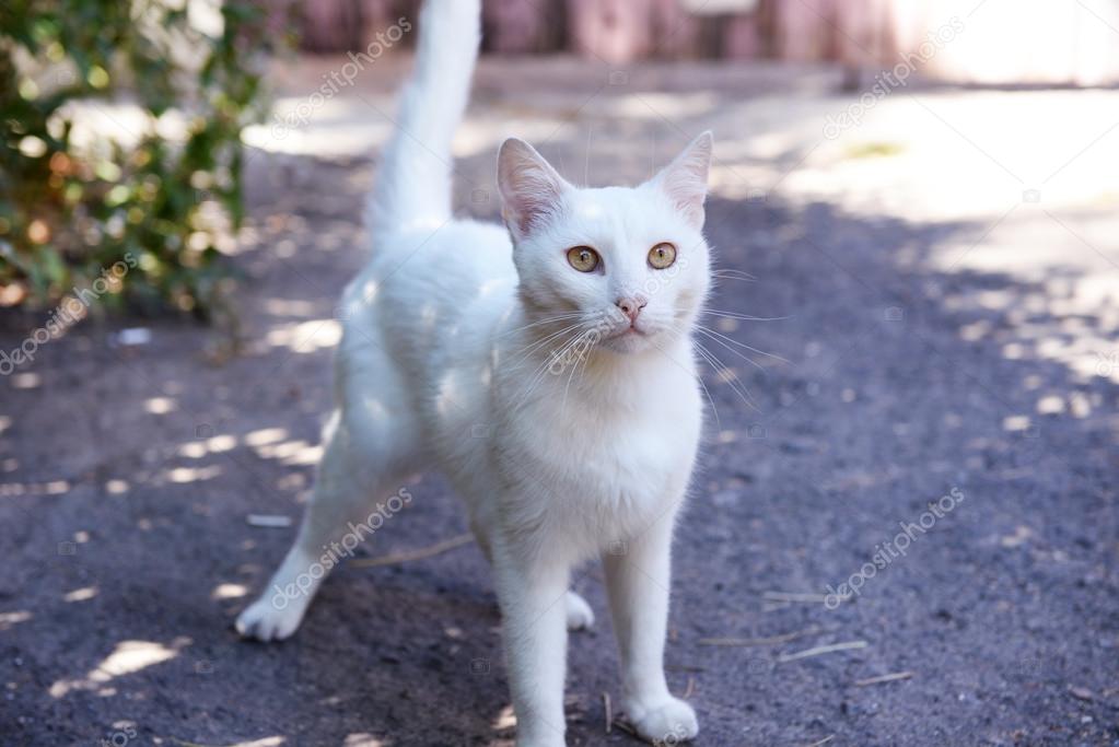 White cat outdoors — Stock Photo © belchonock 90426846