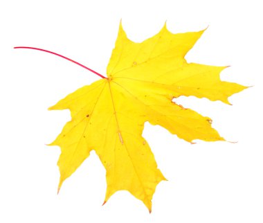 Sonbahar akçaağaç yaprağı