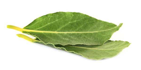 Čerstvý bobkový list, izolovaných na bílém — Stock fotografie