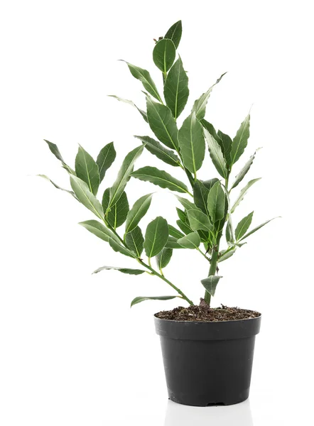 Árbol fresco con hojas de laurel en maceta, aislado en blanco —  Fotos de Stock