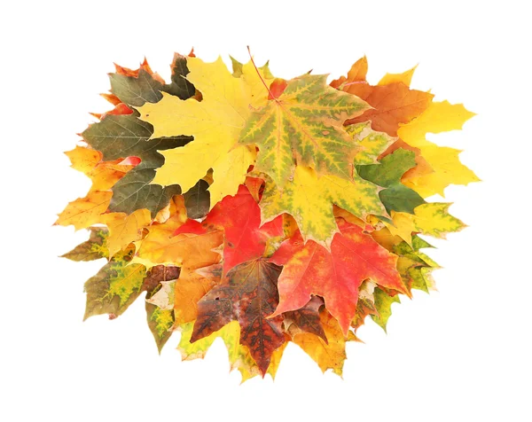 Autumn maple leaves — Stock Photo, Image