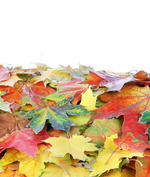 Autumn maple leaves — Stock Photo, Image