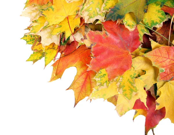 Autumn maple leaves — Stock Photo, Image