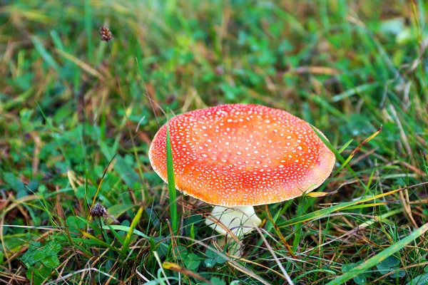 Toadstool growing in the forest — Stock Photo, Image