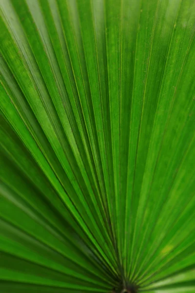 Palmový list (Livistona Rotundifolia palm) — Stock fotografie