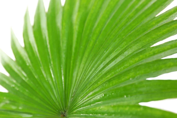 Hoja de palma (Livistona Rotundifolia palmera ) — Foto de Stock