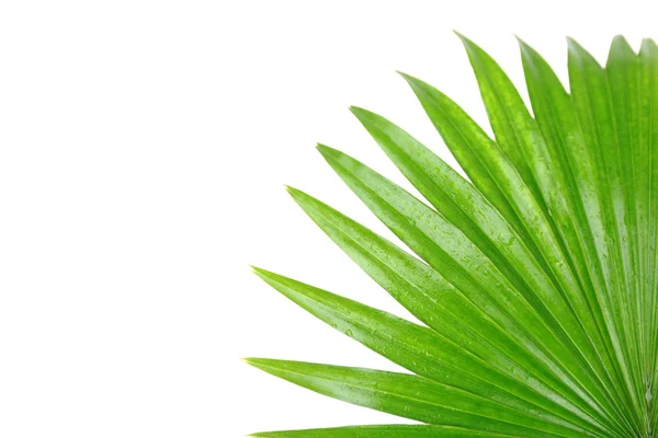 Palm  leaf (Livistona Rotundifolia palm) — Stock Photo, Image