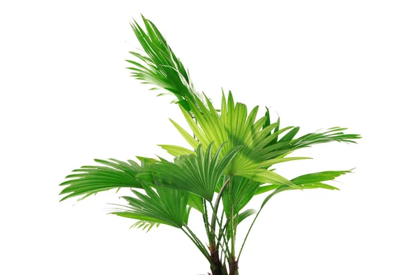 Пальмові дерева (Livistona круглолиста) — стокове фото