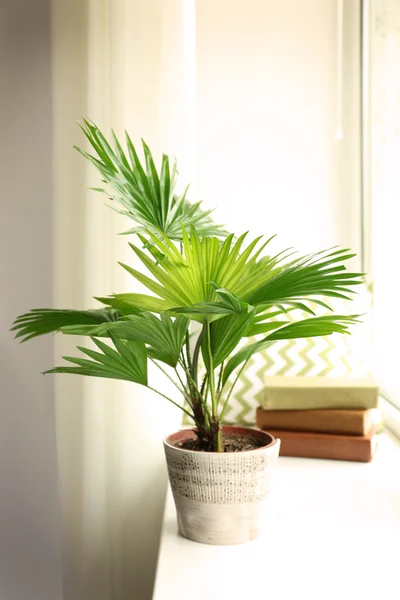 Palm tree (Livistona Rotundifolia) — Stockfoto