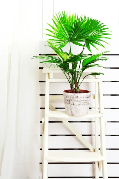 Palme (livistona rotundifolia)) — Stockfoto