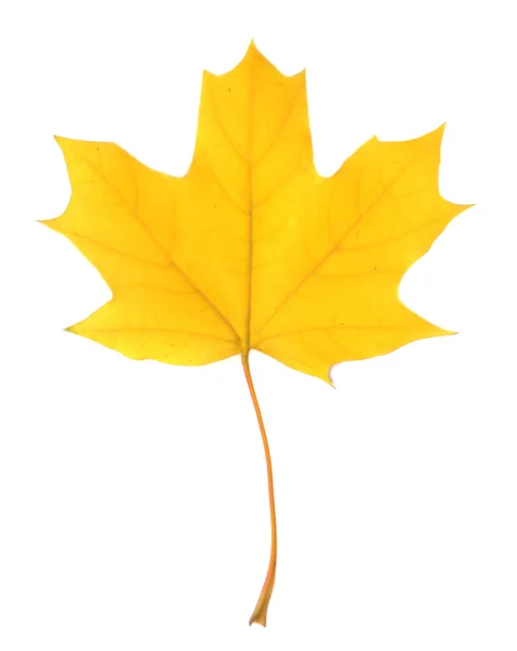 Maple leaf isolated on white — Stock Photo, Image