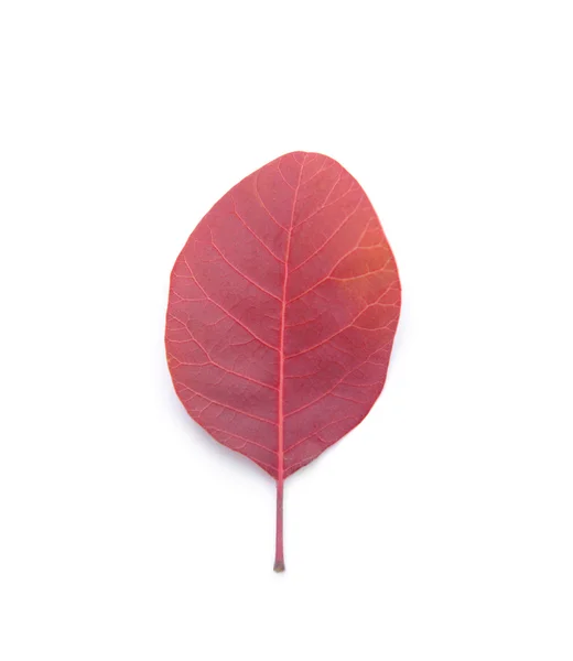 Fall leaf isolated on white — Stock Photo, Image
