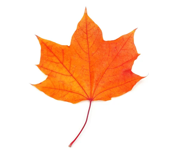 Maple leaf isolated on white — Stock Photo, Image