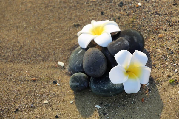 Pebbles com plumeria no litoral — Fotografia de Stock