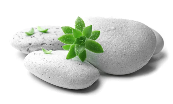 Hromadu kamení a zelenou květinu, izolovaných na bílém. Wellness relaxace koncept — Stock fotografie
