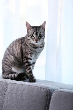 Pencere yakın çekim yakınındaki güzel kedi