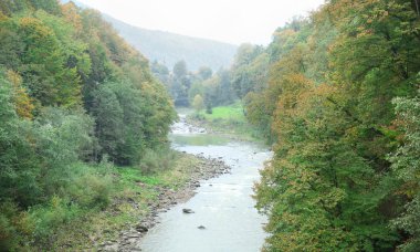 Ormanın içinden akan nehir