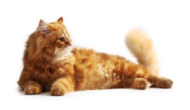 beyaz izole kırmızı kedi