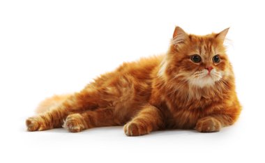 beyaz izole kırmızı kedi