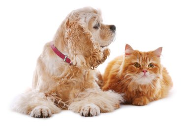 Amerikan cocker spaniel ve kırmızı kedi birlikte beyaz izole
