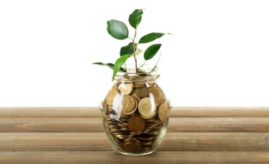 Paralar kapta büyüyen bitki 