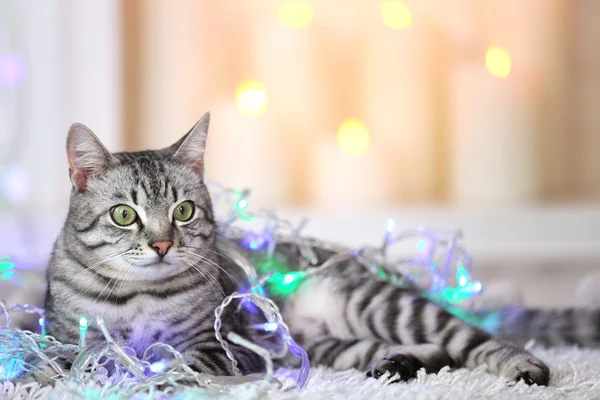 Gato bonito no fundo de luz — Fotografia de Stock