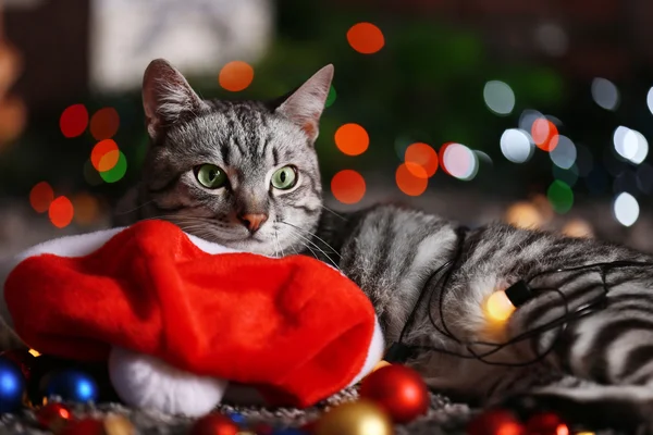 Hermoso gato cerca del árbol de Navidad con decoración — Foto de Stock