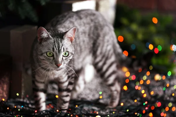 Gato bonito perto da árvore de Natal com decoração — Fotografia de Stock