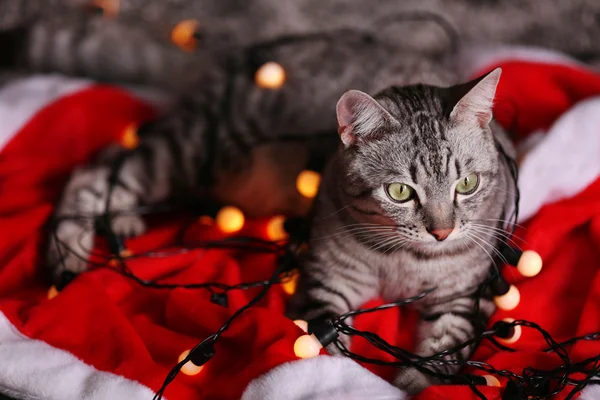 Gato bonito perto da árvore de Natal com decoração — Fotografia de Stock